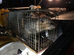 Opossum trapping in Kingwood