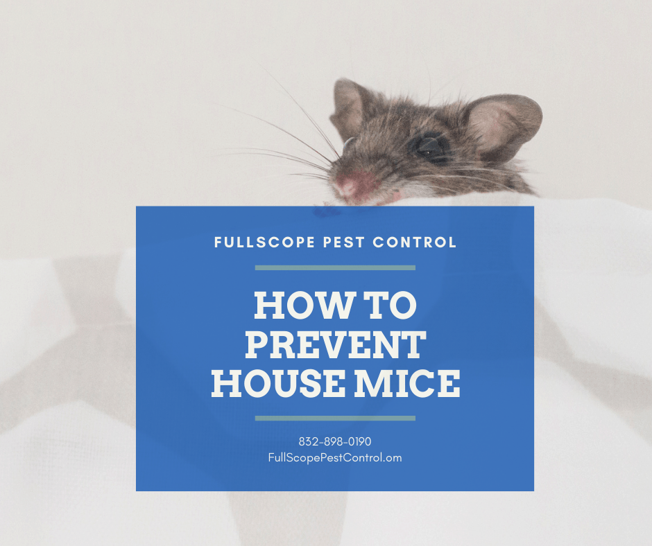 Prevent-House-Mice