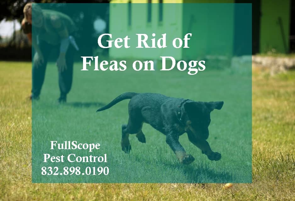 fleas-on-dogs-