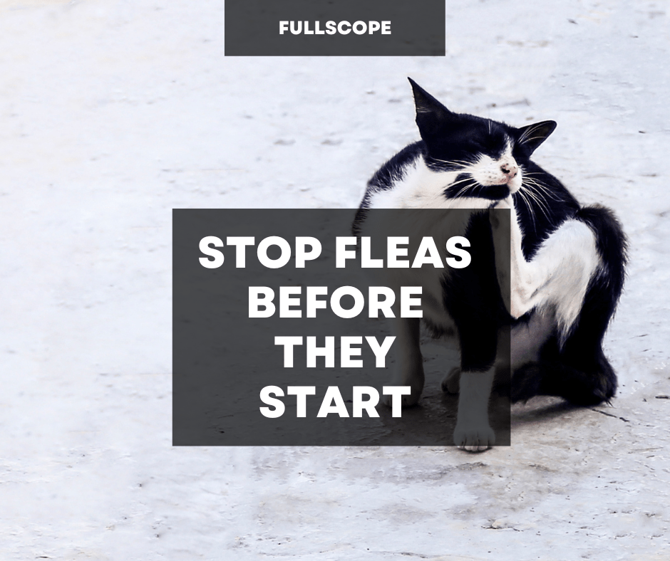 How to Prevent Fleas | Full Scope Pest Control