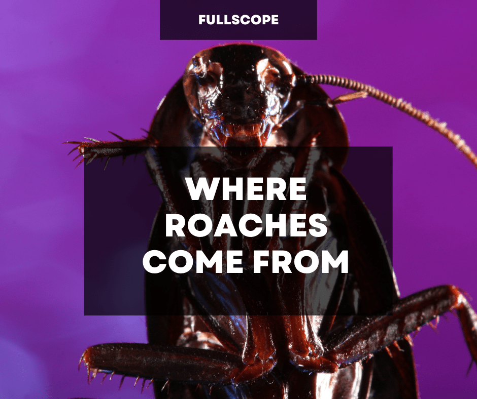 Where do roaches come from | Full Scope Pest Control