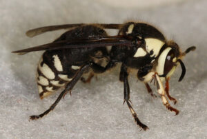 Bald Faced Hornet