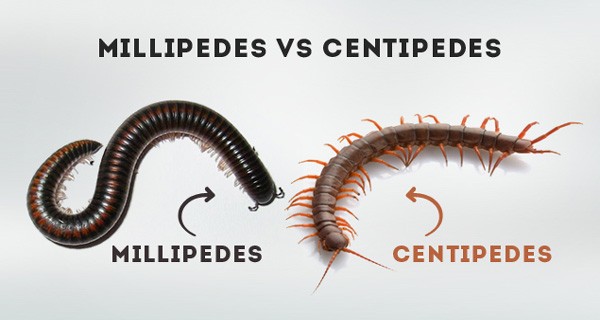 Centipedes and millipedes