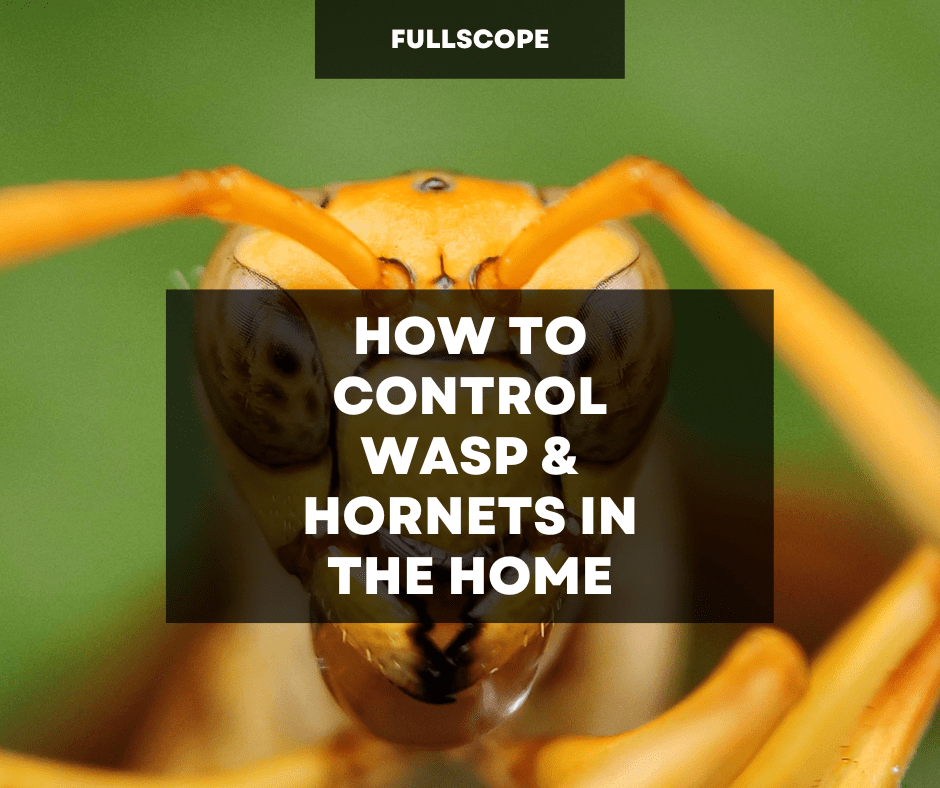 How Can You Control Wasp And Hornet In Home | Full Scope Pest Control