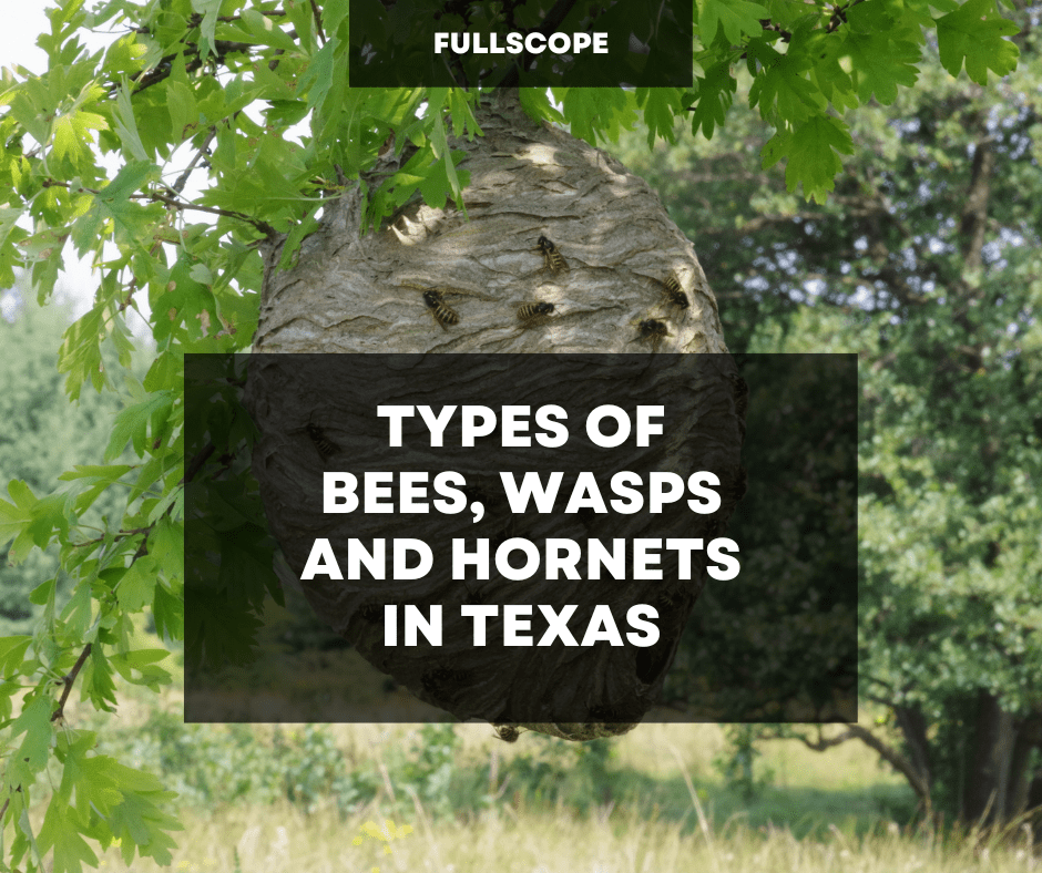Types of Bees, Wasp and Hornet in Texas