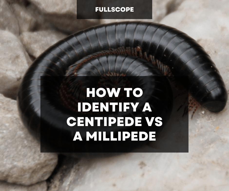 How to Identify a Centipede vs a Millipede Pests| Full Scope Pest Control