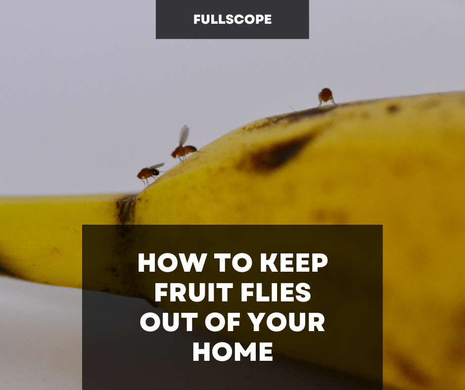 How to Keep Fruit Flies out