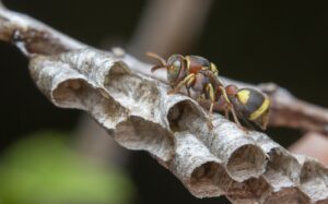 Paper Wasps