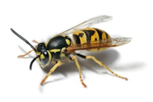 Yellowjackets