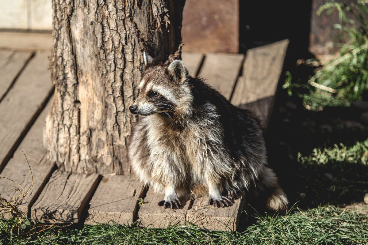 Wildlife-Exclusion-Raccoon