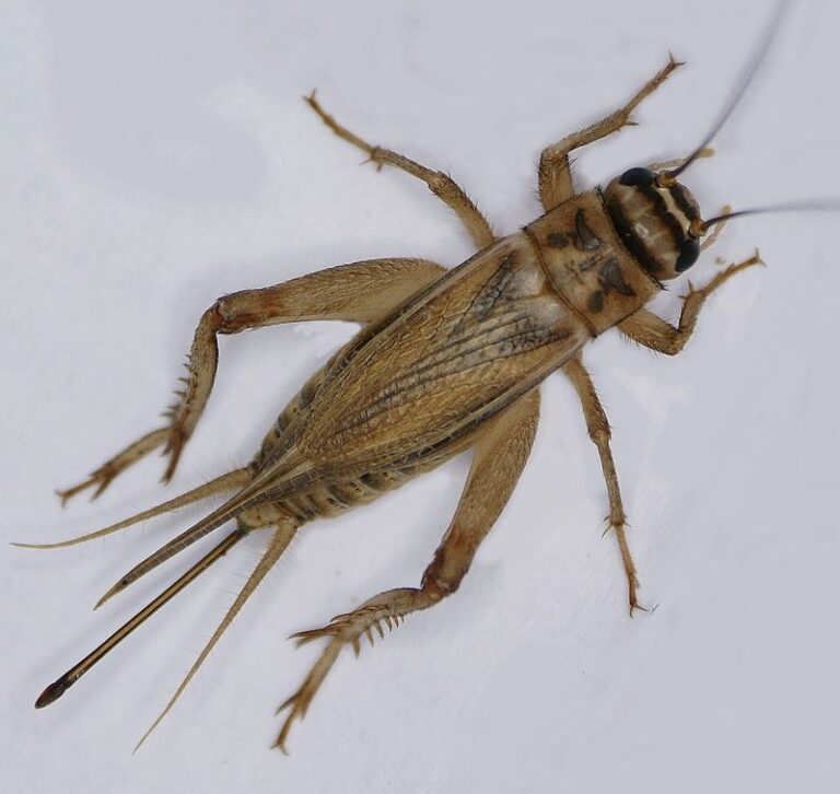 Do Crickets Bite? - Fullscope Pest Control