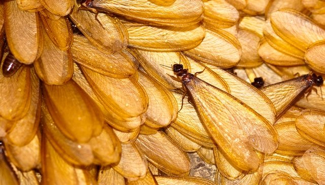 many of winged termite on ground