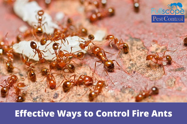 Effective-Ways-to-Control-Fire-Ants-in-Your-Home-and-Lawn