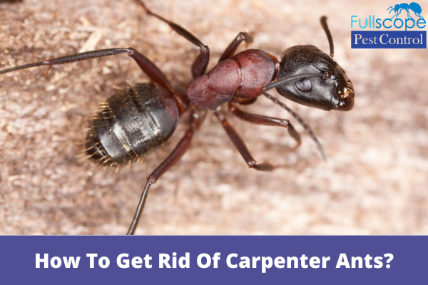 How-To-Get-Rid-Of-Carpenter-Ants