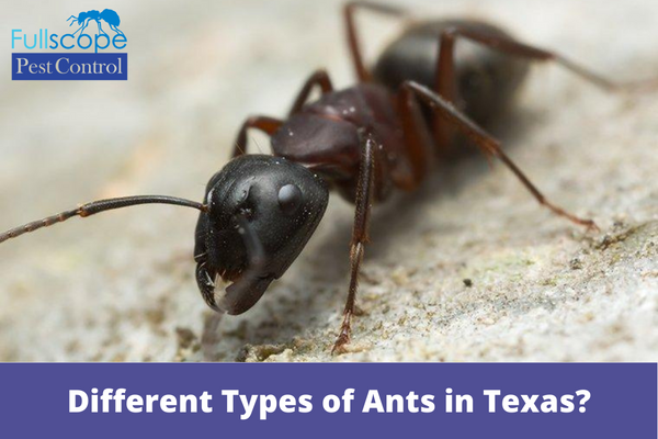 Different-Types-of-Ants-in-Texas
