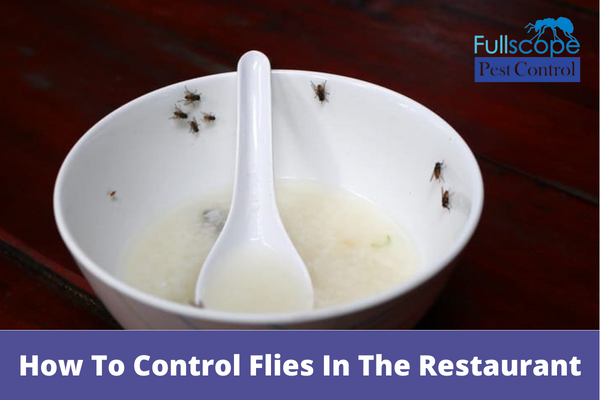 How-To-Control-Flies-In-The-Restaurant