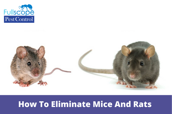 How-To-Eliminate-Mice-And-Rats-From-Your-Home
