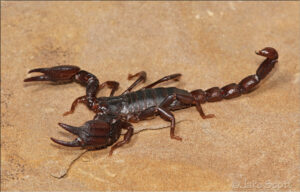 Lindo Scorpion