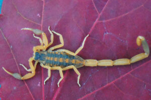 Striped Bark Scorpion