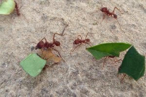 Texas Leaf-Cutting Ants