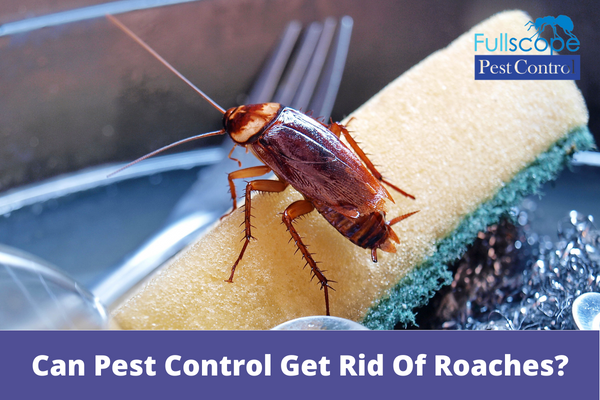 Can-Pest-Control-Get-Rid-Of-Roaches