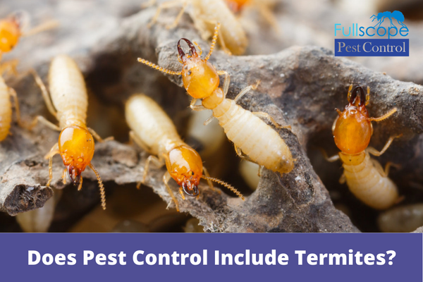 Does-Pest-Control-Include-Termites
