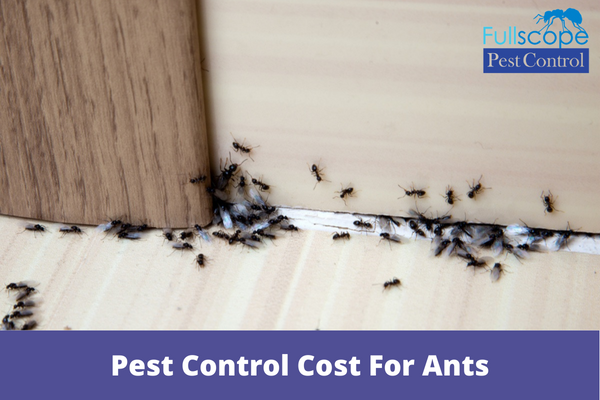 How-Much-Does-Pest-Control-Cost-For-Ants