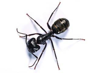 Carpenter Ants