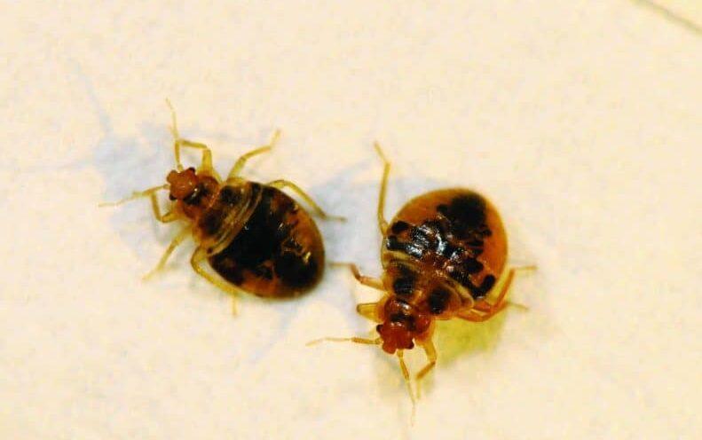 Bed Bugs Kingwood Texas