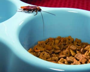 Prevent American Cockroaches