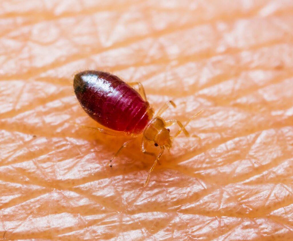 Bed Bugs Control Atascocita TX