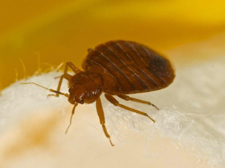 Bed Bugs Control Cleveland TX