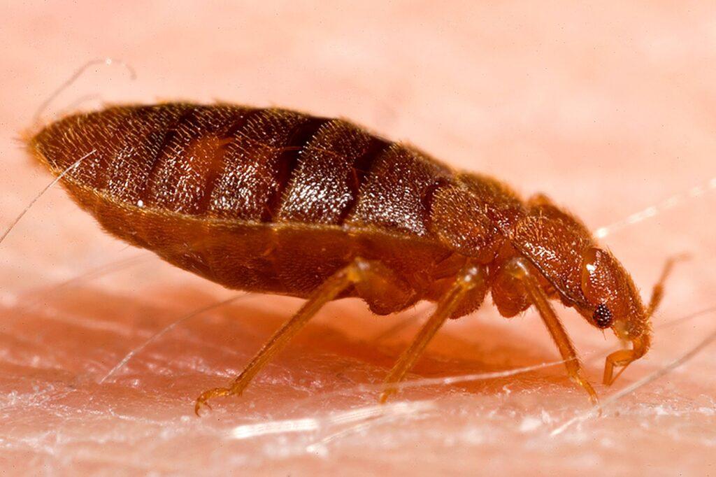 Bed Bugs Control Coldspring TX