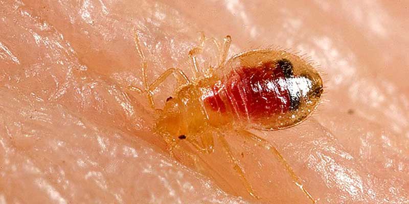 Bed Bugs Control Huffman TX