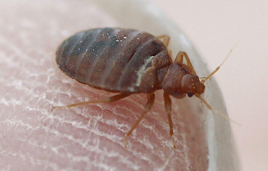 Bed Bugs Control Kingwood TX