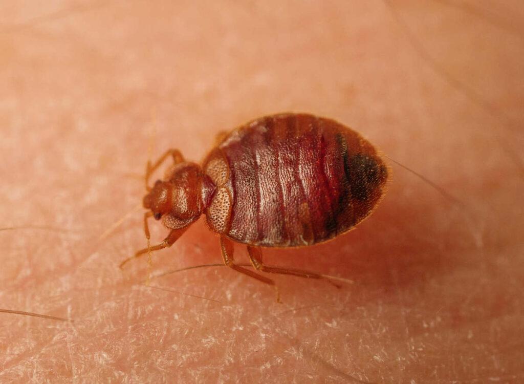 Bed Bugs Control Livingston TX
