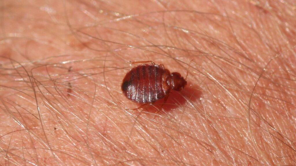 Bed Bugs Control New Caney TX