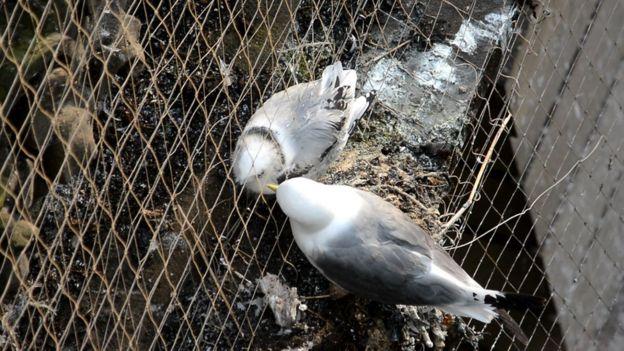 Bird-Control-Livingston-TX