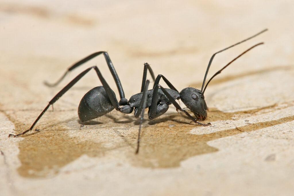 Carpenter Ants in Atascocita TX