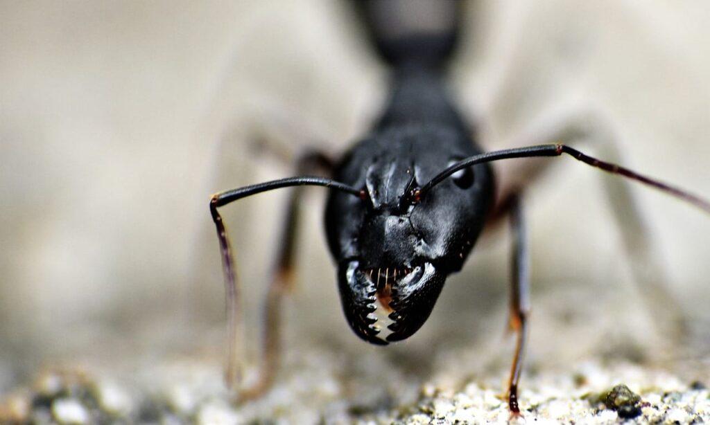 Carpenter Ants in Coldspring TX