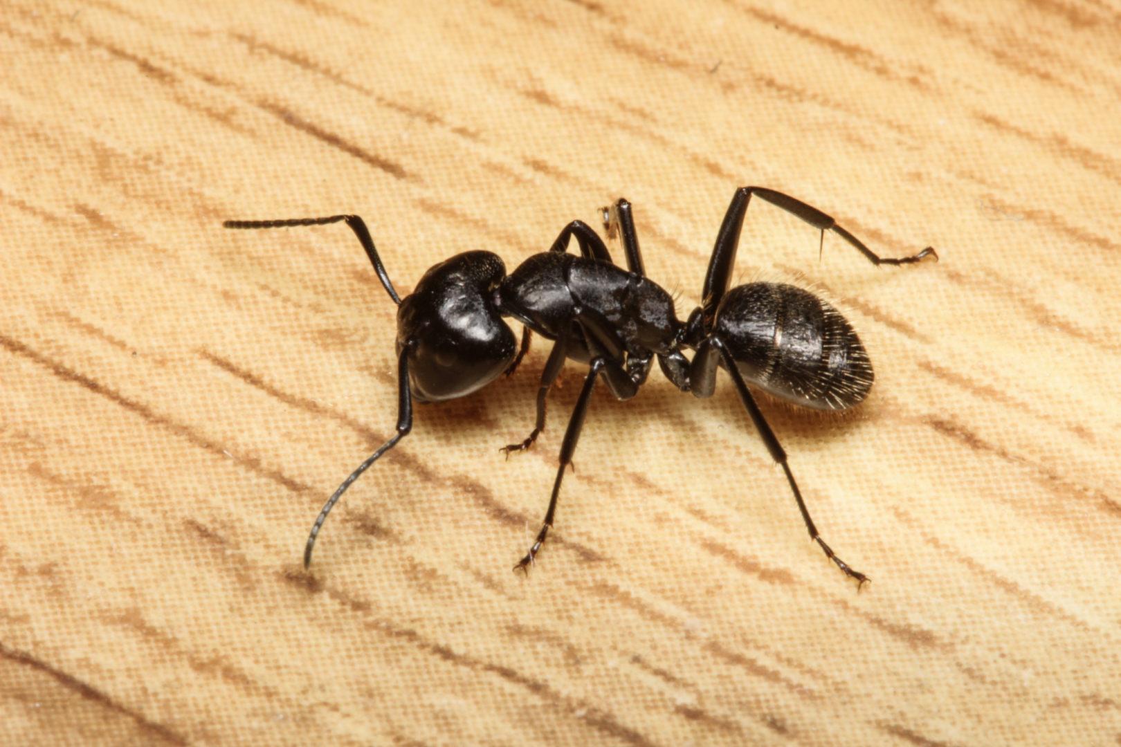 Carpenter Ants Control Conroe TX FullScope Pest Control