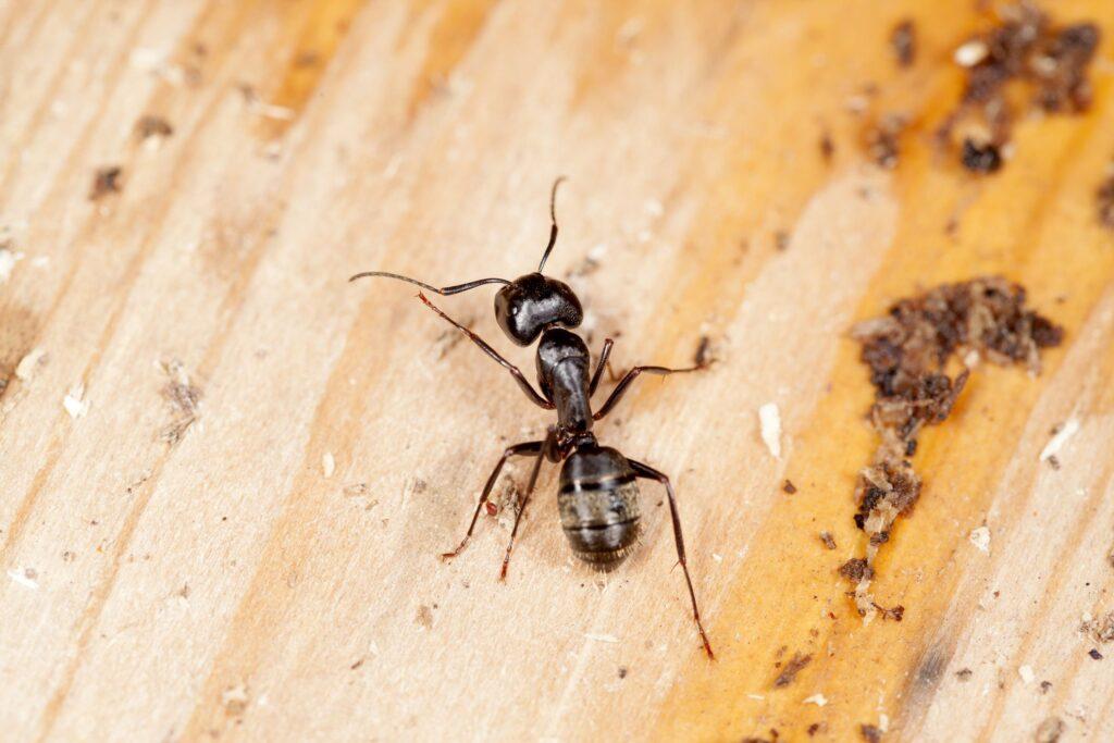 Carpenter Ants in Huffman TX