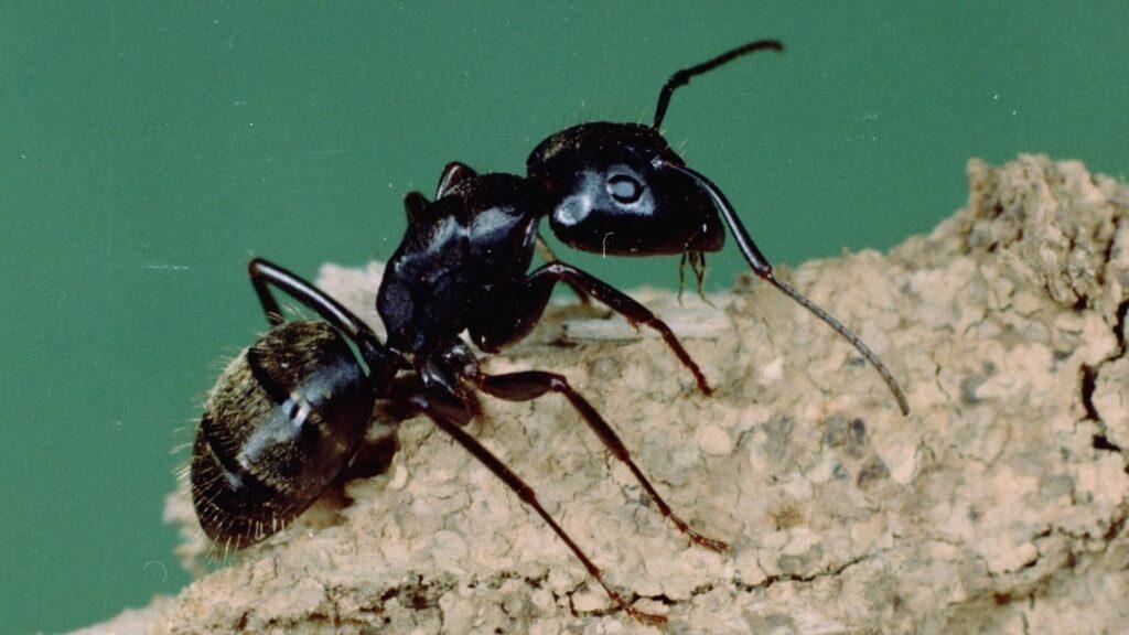 Carpenter Ants in Montgomery TX