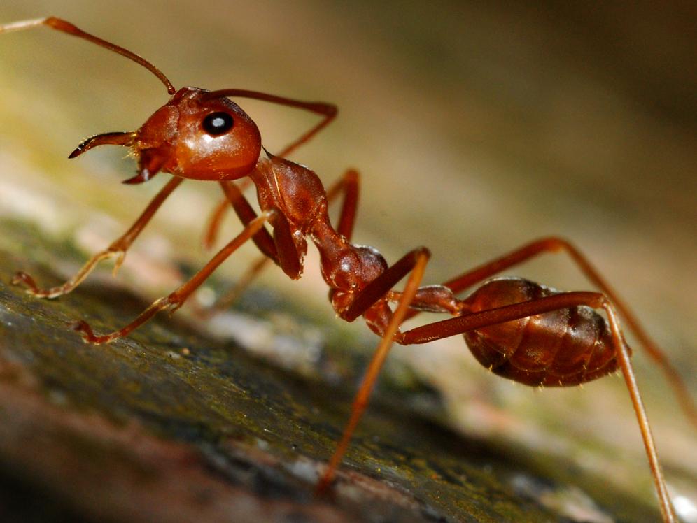 Fire Ant Control Coldspring TX