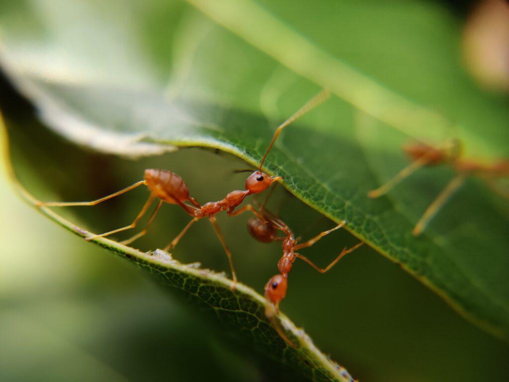 Fire Ant Control Livingston TX