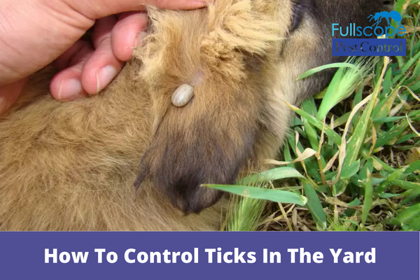 How To Control Ticks In The Yard