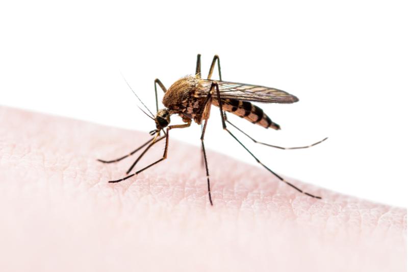 Mosquitoes Control Conroe TX