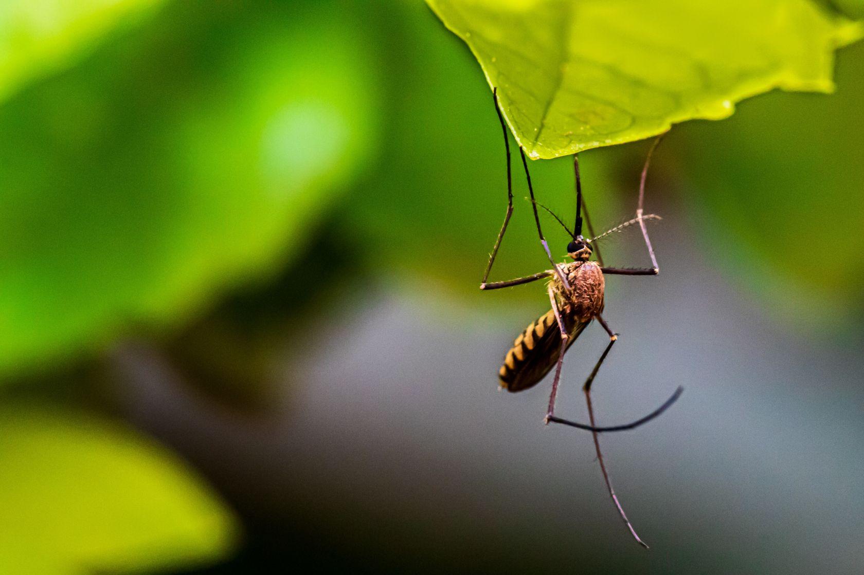 Mosquitoes Control Kingwood TX