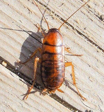 Roach Control in Atascocita TX