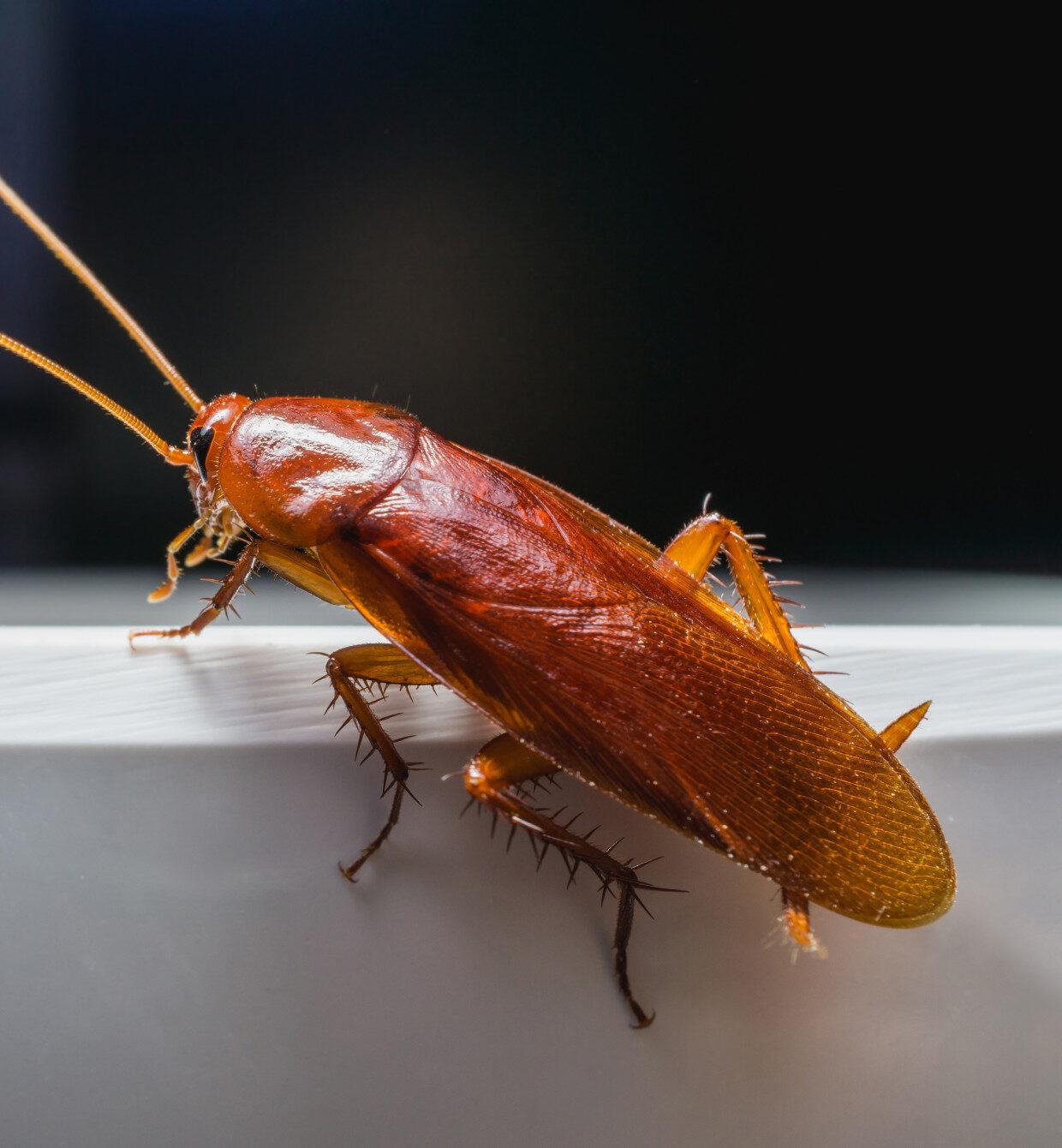 Close up Cockroach on white a bowl